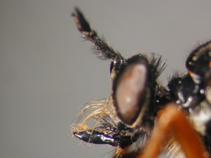 Dioctria oelandica - head - lateral