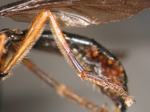 Dioctria oelandica - female