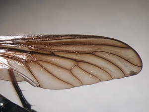 Dioctria oelandica - Flügel