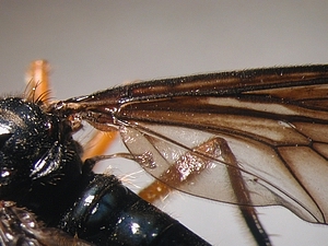 Dioctria oelandica - Flügelbasis