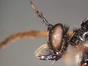 Dioctria oelandica - head - lateral