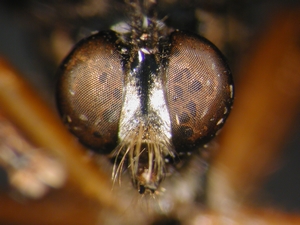 Dioctria oelandica - head - frontal