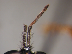 Dioctria oelandica - Antenna