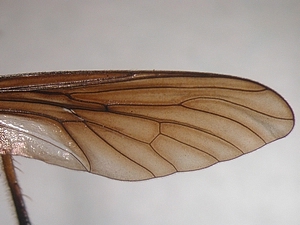 Dioctria oelandica - Wing