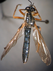 Dioctria rufipes - dorsal