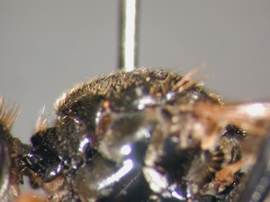 Dioctria rufipes - Scutum - lateral