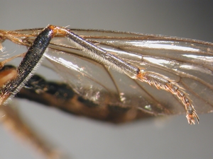 Dioctria rufipes - female