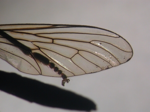 Dioctria rufipes - Flügel