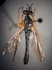 Dioctria rufipes - male