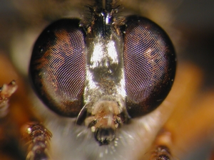 Dioctria rufipes - head - frontal