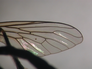 Dioctria rufipes - Wing