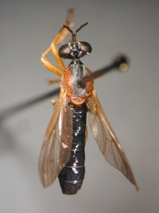 Dioctria rufithorax - dorsal