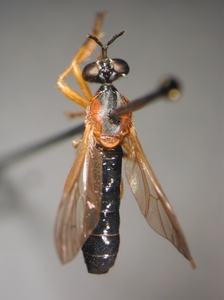 Dioctria rufithorax - female