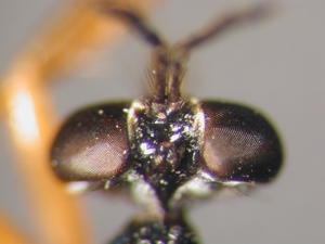 Dioctria rufithorax - Kopf - dorsal