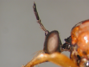 Dioctria rufithorax - head - lateral