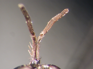 Dioctria rufithorax - Antenne