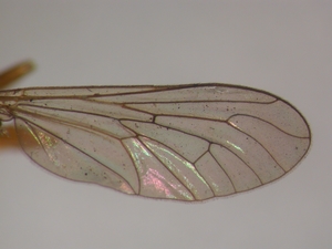 Dioctria rufithorax - Flügel
