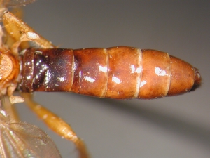 Dioctria rufithorax - Abdomen - dorsal