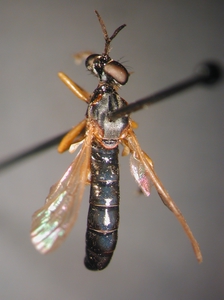 Dioctria rufithorax - male