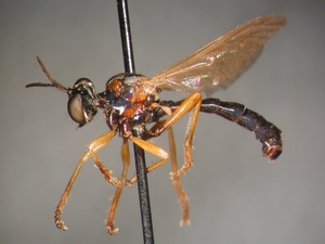 Dioctria rufithorax - male