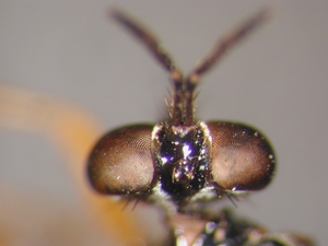 Dioctria rufithorax - Kopf - dorsal