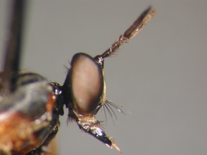 Dioctria rufithorax - head - lateral