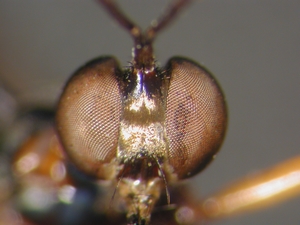 Dioctria rufithorax - head - frontal