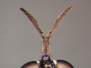 Dioctria rufithorax - Antenna
