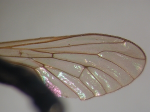 Dioctria rufithorax - Wing