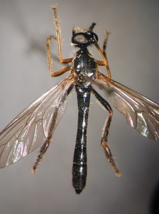 Dioctria sudetica - Weibchen