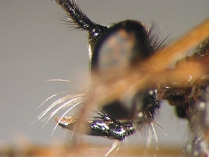 Dioctria sudetica - head - lateral