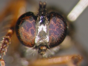 Dioctria sudetica - head - frontal