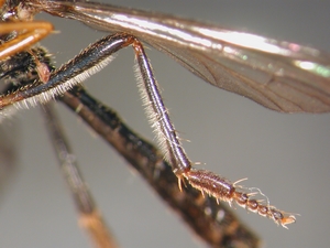 Dioctria sudetica - female