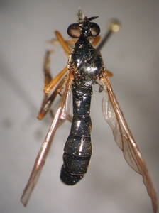 Dioctria sudetica - dorsal