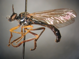 Dioctria sudetica - lateral