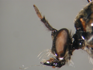 Dioctria sudetica - head - lateral