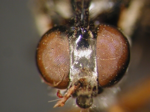 Dioctria sudetica - head - frontal