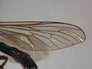 Dioctria sudetica - Wing