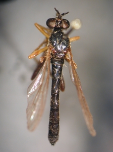 Dioctria sudetica - male