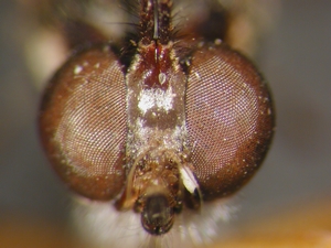 Dioctria sudetica - head - frontal