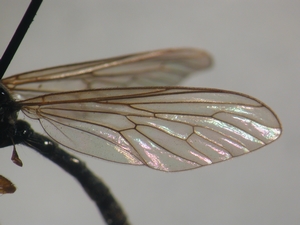 Dioctria sudetica - Flügel