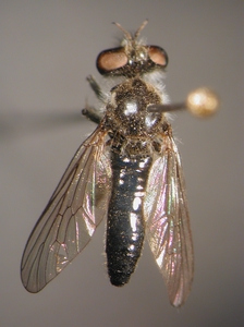 Holopogon fumipennis: dorsal