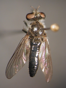 Holopogon fumipennis - dorsal