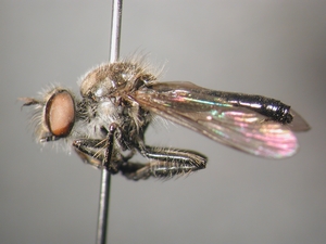 Holopogon fumipennis: lateral