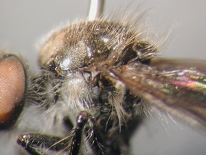 Holopogon fumipennis: Thorax lateral