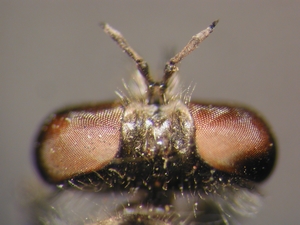 Holopogon fumipennis - head - dorsal