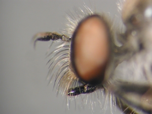 Holopogon fumipennis: Head lateral