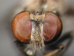 Holopogon fumipennis: Kopf frontal