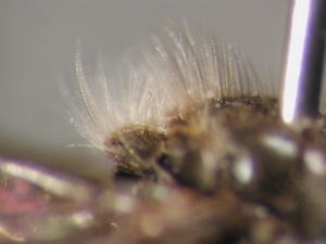 Holopogon fumipennis: Scutellum lateral