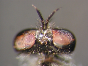 Holopogon fumipennis: Kopf dorsal